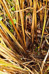 Great smokey mountain sedge